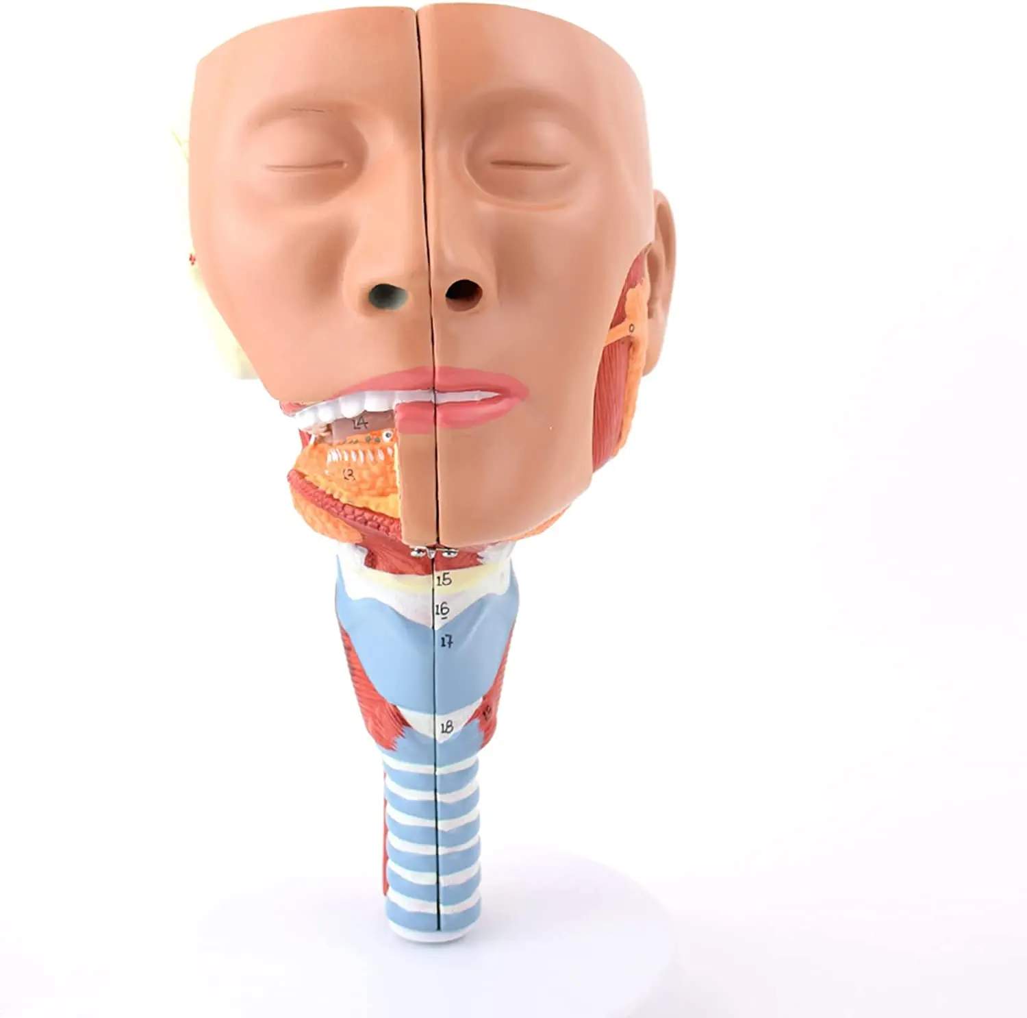 

Назофарингеальная трахея, фармацевтическая анатомия, медицинская анатомия, Cricopharyngeal Dysphagia, реабилитация, демонстрация обучения