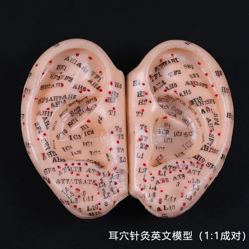 귀 침술 모델 귀침, 귀 침술 포인트 모델, 귀 침술 이어핀, 8 cm 