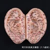 8 Cm Ear Acupuncture Model Auricular Application Ear Acupuncture Points Model  Ear Acupuncture Earpins 1