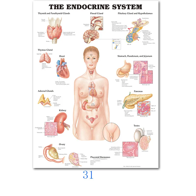 thumbnail image 1 of Arte mural científico Sistema muscular Diagrama de anatomía humana Suministros de educación médica Pósteres e impresiones en lienzo al óleo en alta definición Decoración del hogar, 1 of 5