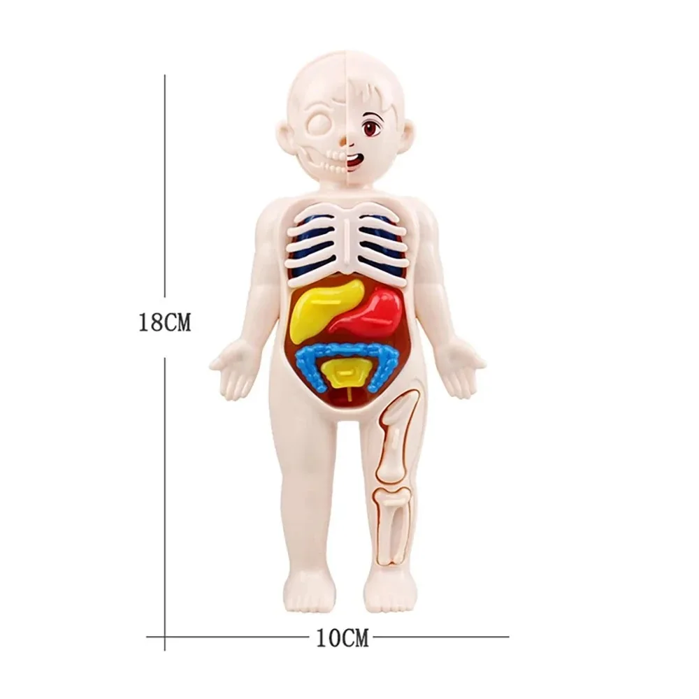 13Pcs Set Montessori Toys Children Science Education Human Body Organ Anatomy Model DIY Assembled Medical Toys Teaching Tools 5