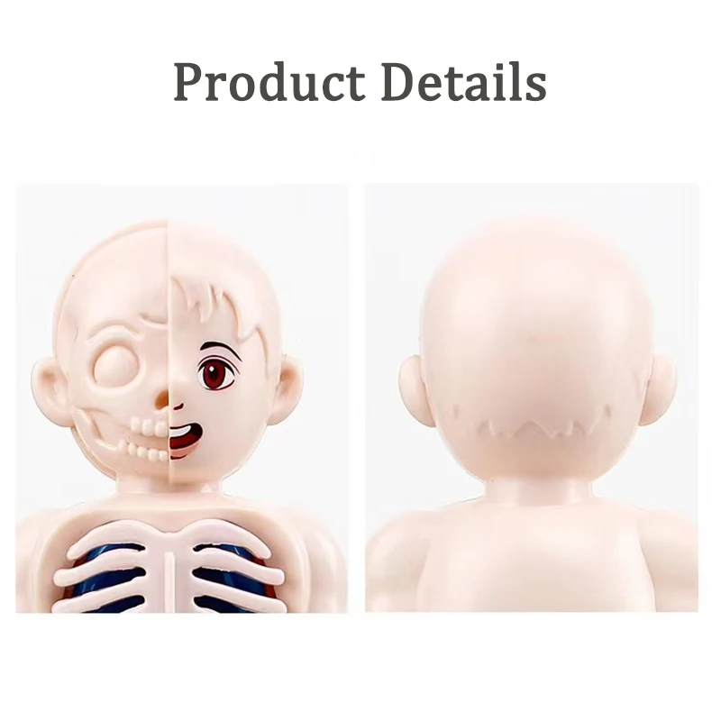 3D Montessori Puzzle Mannequin Human Anatomy Model Children's Learning Organs Toys Educational Body Learning Tools 5