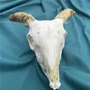 1pcs real sheep skull collection animal skull specimen teaching model home collection 3