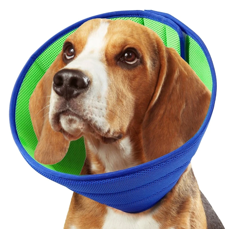 How Do Dogs Eat And Drink With Cone