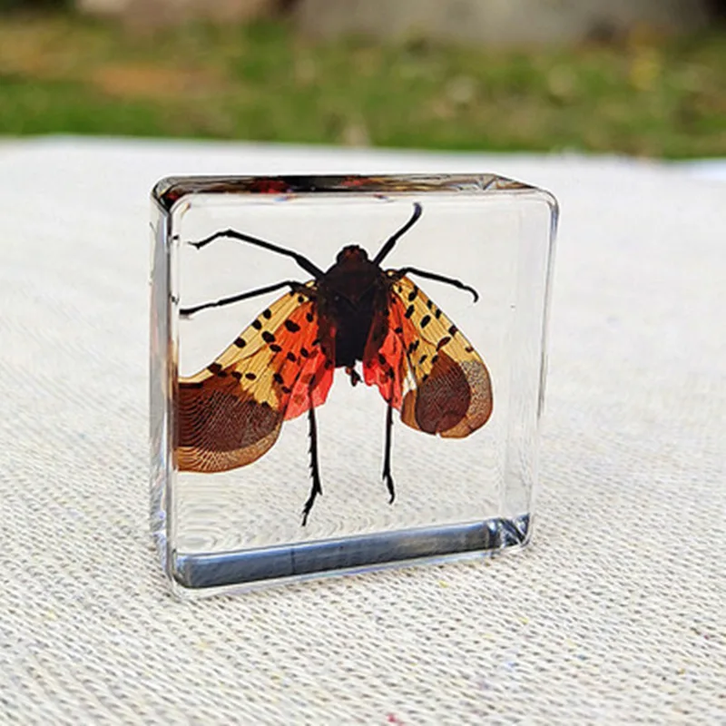 Small animal real insect resin scarab scorpion spider knows beetle specimen marine gift teaching cognition home decor 3