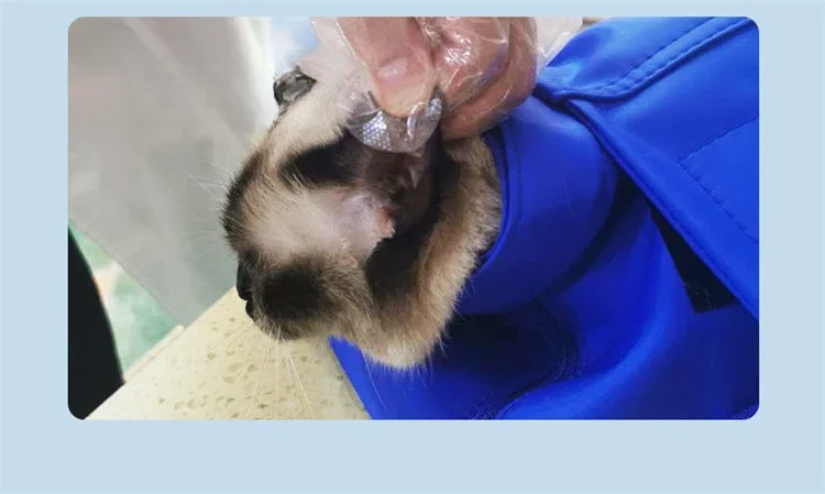 Title 17, New Pet outing bag, portable foldable cat backp...