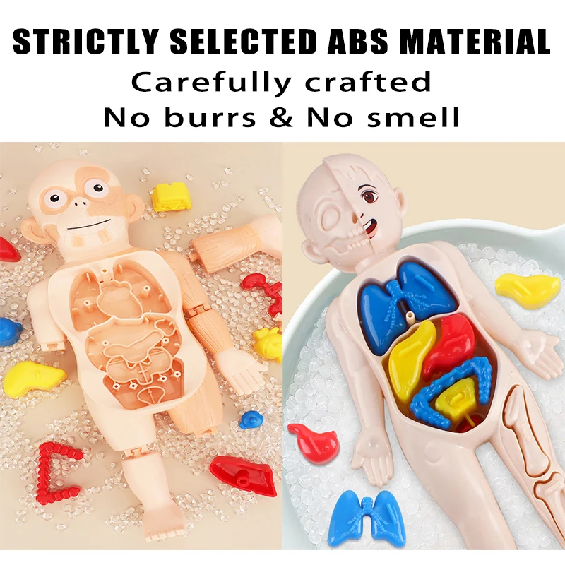 Children's Science and Early Education Human Organ Model Assembled Medical Montessori Body Teaching Tool Toys 2