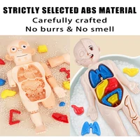 Children's Science and Early Education Human Organ Model Assembled Medical Montessori Body Teaching Tool Toys 2