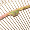 Garden Pine Needle Rake Portable Steel Lawn Rake Garden Shrub Rake For Leaves 3