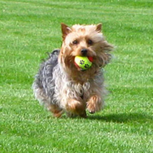 Dog-Training-Mini-Micro-Elastic-Throwing-Tennis-Ball-Cute-Footprint-Puppy-Cat-Chew-Safe-Balls-Soft.png_640x640.png