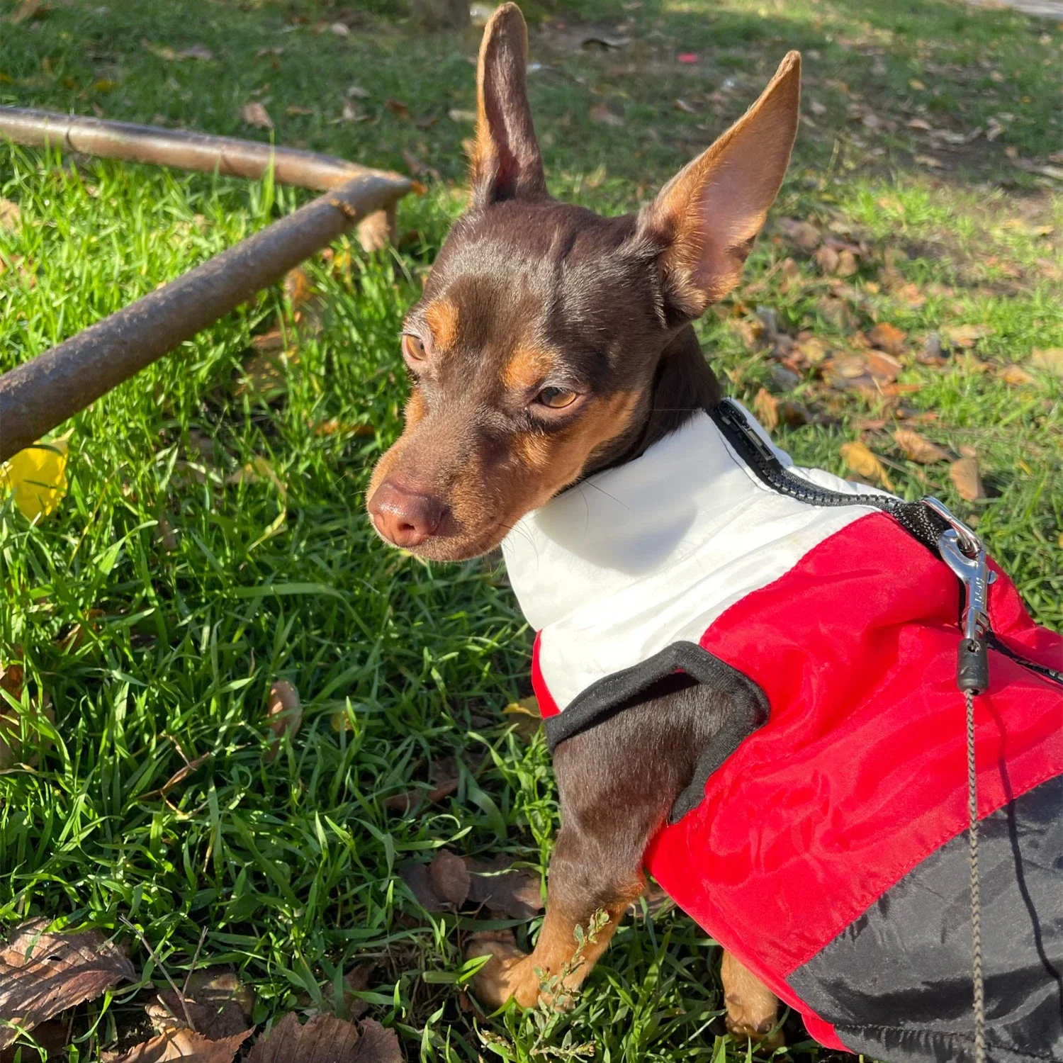 Dog Clothes Warm Windproof for Small Dog Winter Pet Coat