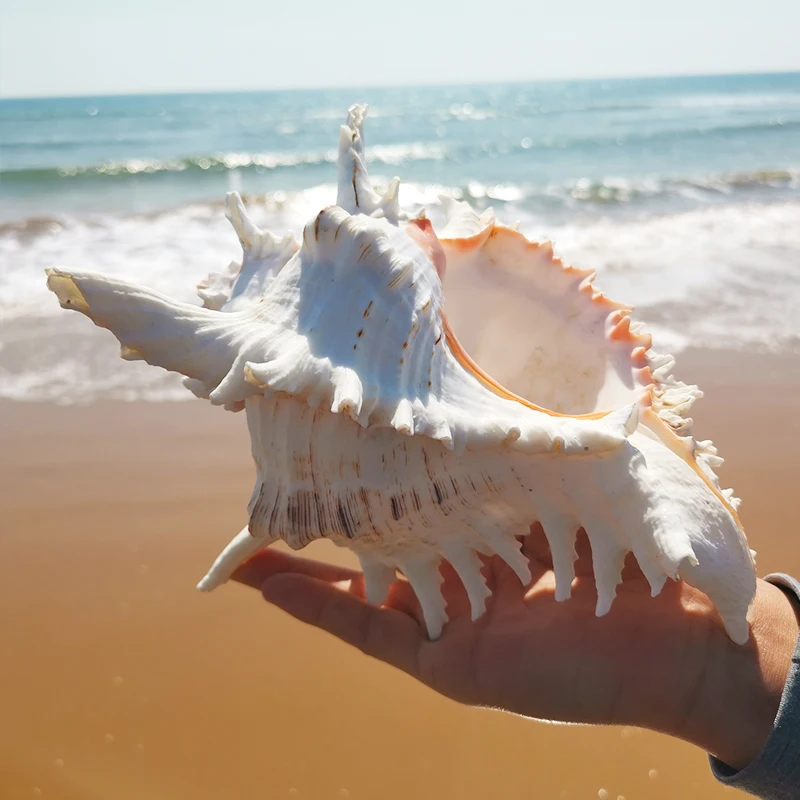 https://ae01.alicdn.com/kf/Sa22dc5c31cac4d4b9e83ae840e141c58C/Murex-Ramosus-Shell-grandi-conchiglie-di-mare-naturali-Real-enorme-Ocean-Conch-Decor-espositore-per-conchiglie.jpg