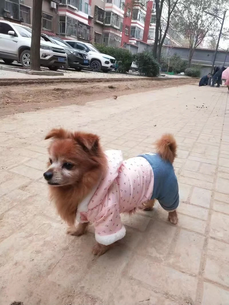 Roupa de inverno para cachorro, grosso, roupa