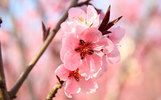 Anelli Adattatori Meike Per Macro Fotografia - Set 13 Mm + 18 Mm, Per Fotocamere Panasonic Lumix L-Mount - Foto 4