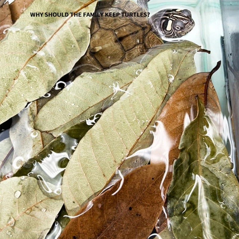 Aquarium Leaves Natural Longan for Turtle Fish Breeding