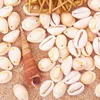 40pcs Natural Sea Shells Craft Shell Charms Beach Seashells Summer Beach Bracelet Necklace Jewelry DIY Craft Making Vase Filler 1