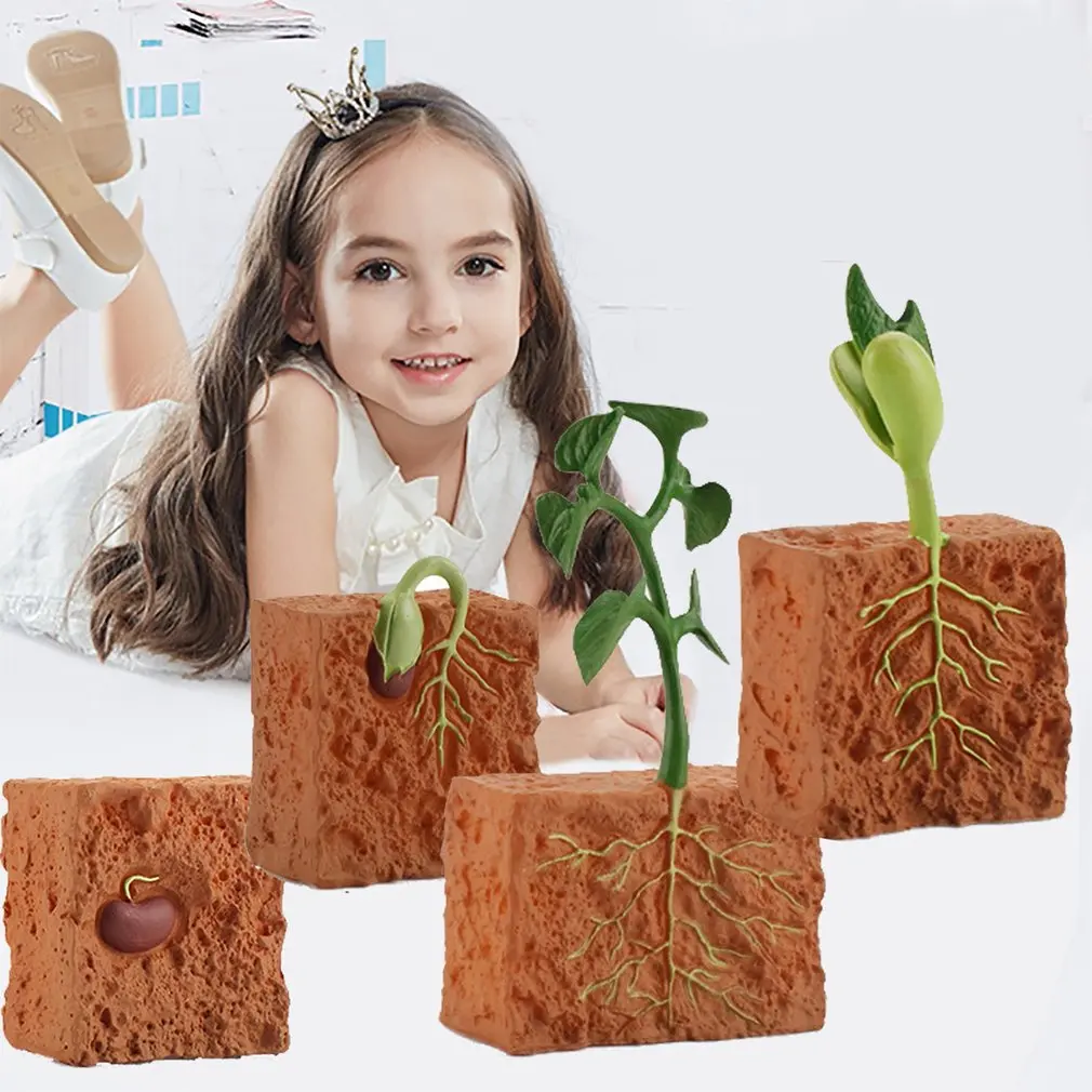 

PVC Simulation Life Cycle Of Green Bean Plant Growth Cycle Model Action Figures Collection Science Educational Toys For Children