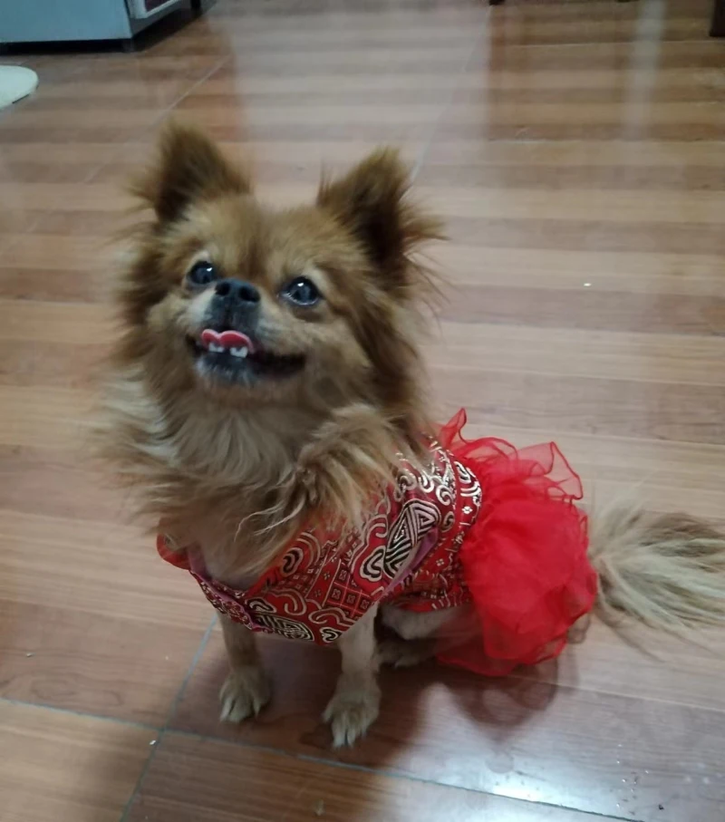 Poodle da Pomerânia, Cheongsam