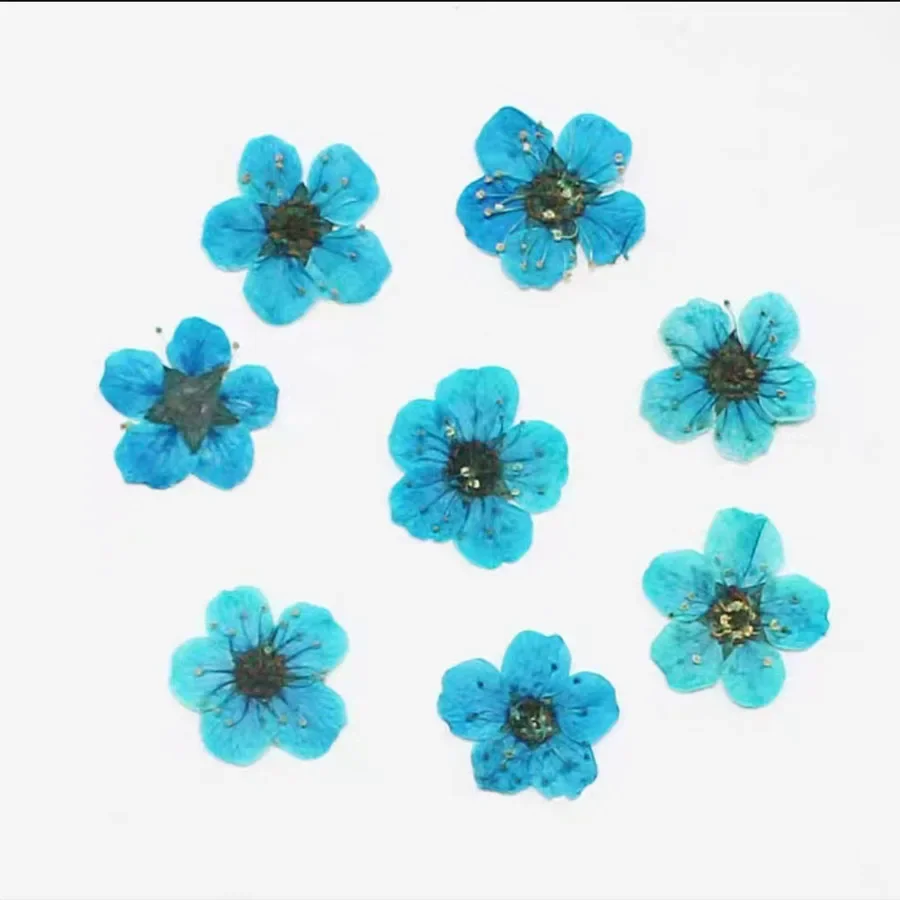 60pcs Mini Pressed Dried Absorbed Cherry Blossoms Flower Plant Herbarium For Epoxy Resin Jewelry Bookmark Postcard Nailart Craft