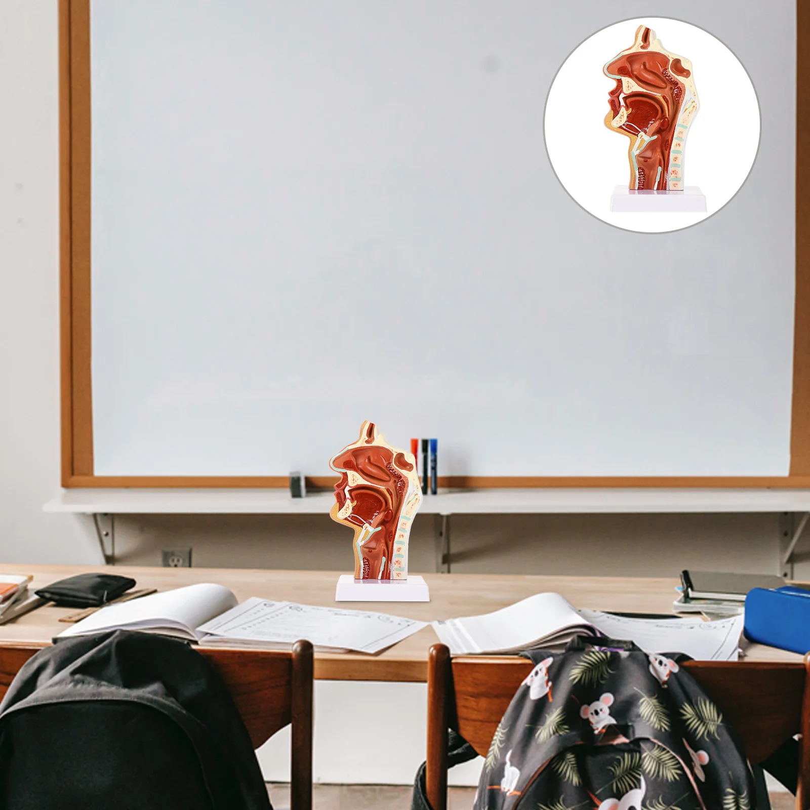 

Cavity Anatomy Model Nasal Oral Teaching Anatomical Simulation Classroom Throat Tool Demonstration Models Display Body