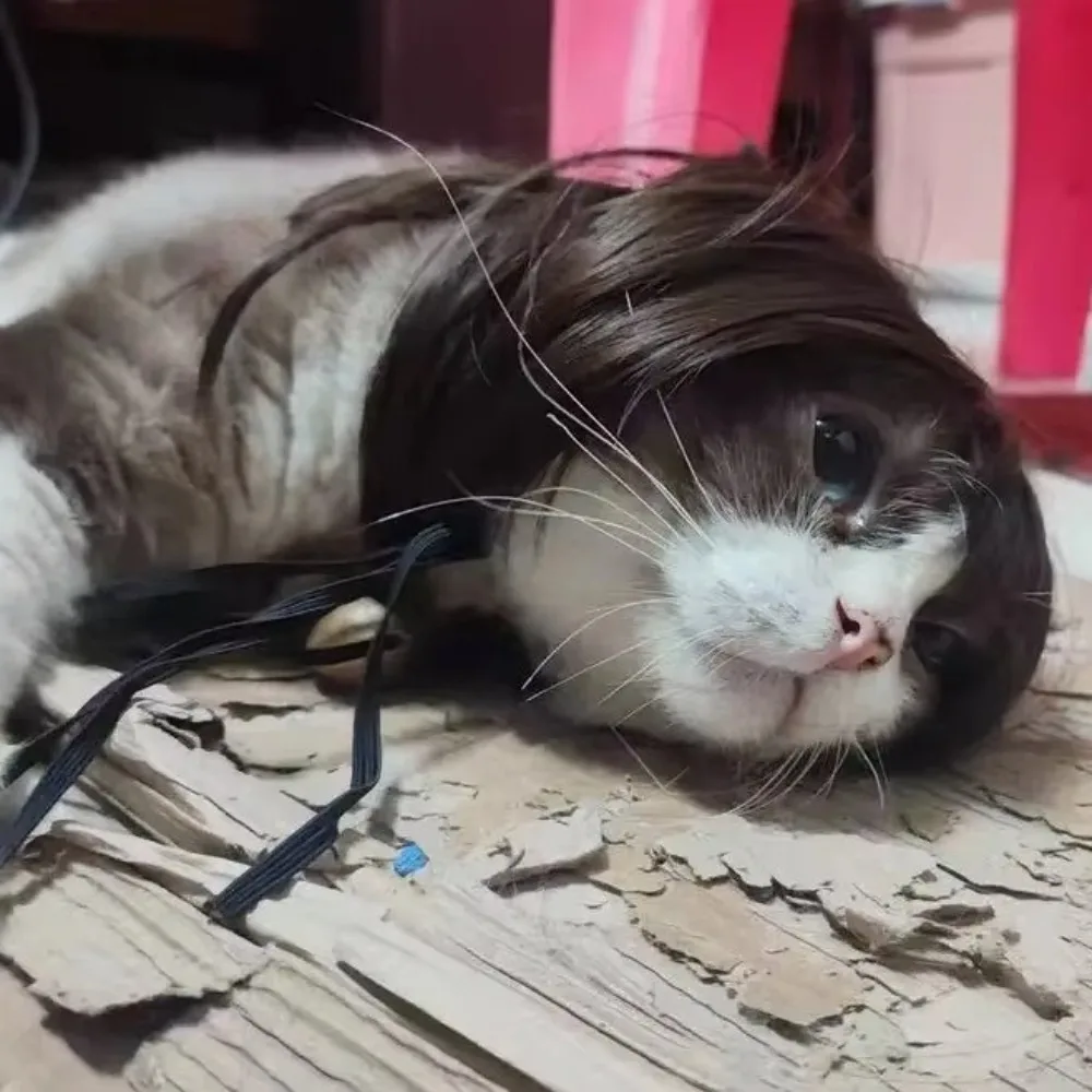 Colorful Adjustable Dog Wig 5