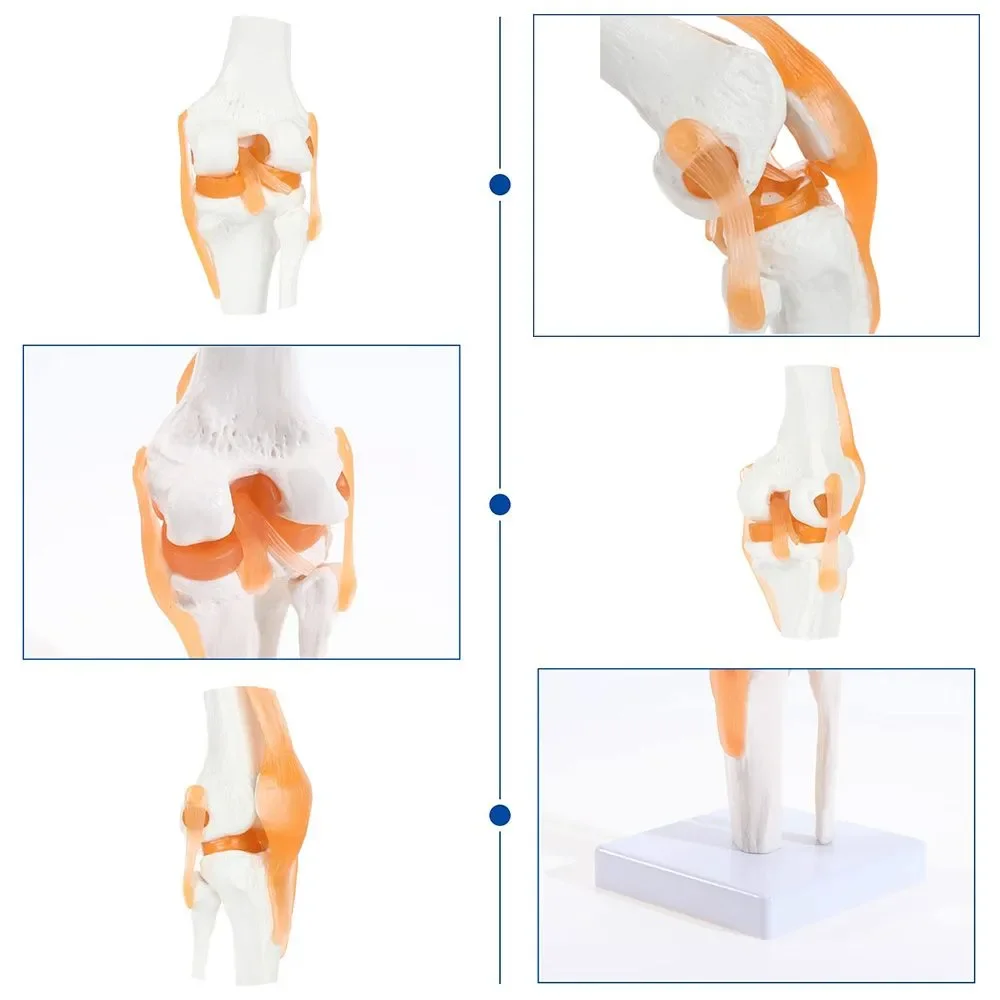 1:1Flexible Human skeleton Knee Joint Anatomy Model with Femur Tibia and Fibula Bone anatomical knee joints Medical Teaching