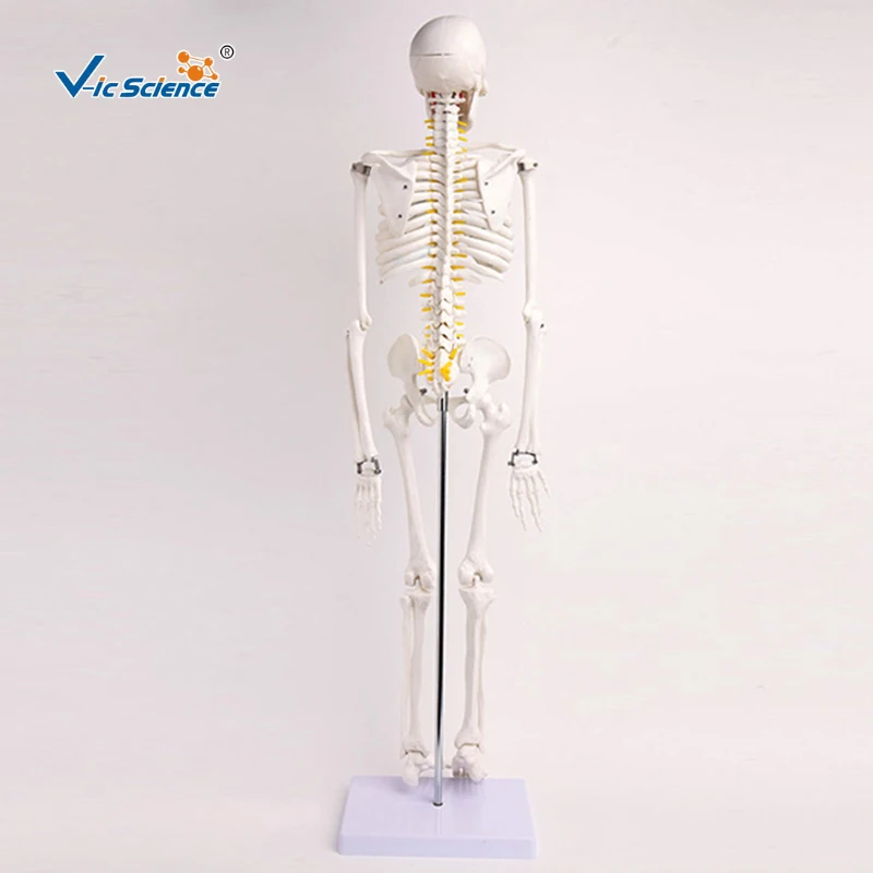 85cm Medical Science Teaching Human Plastic Skeleton Model with Spinal Nerves