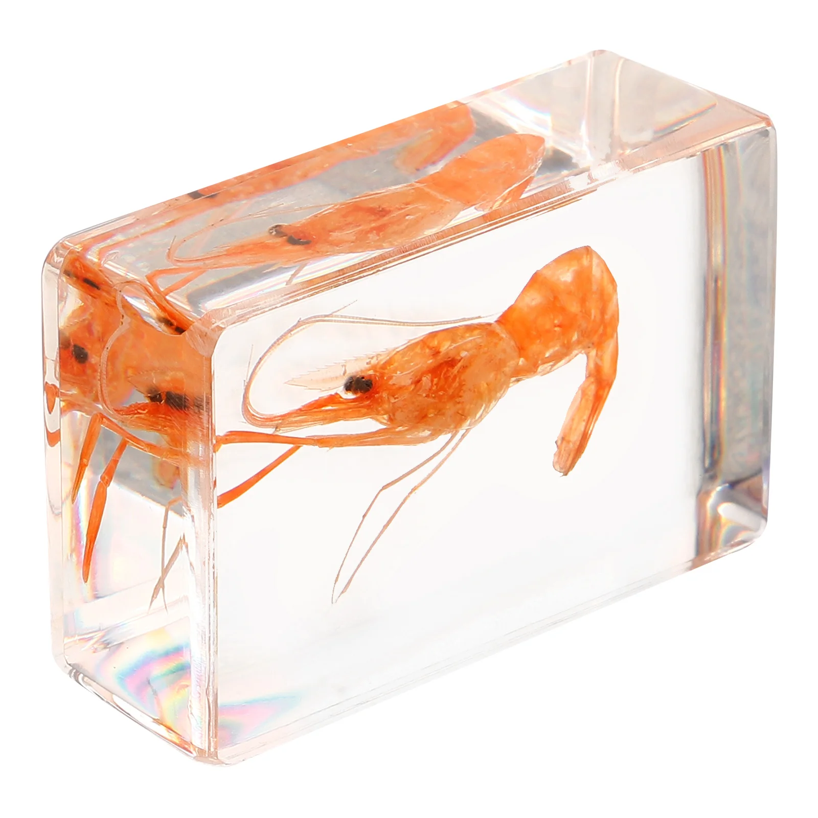 

Collection Specimen Decor Collection Education Teaching Tool Home Collection