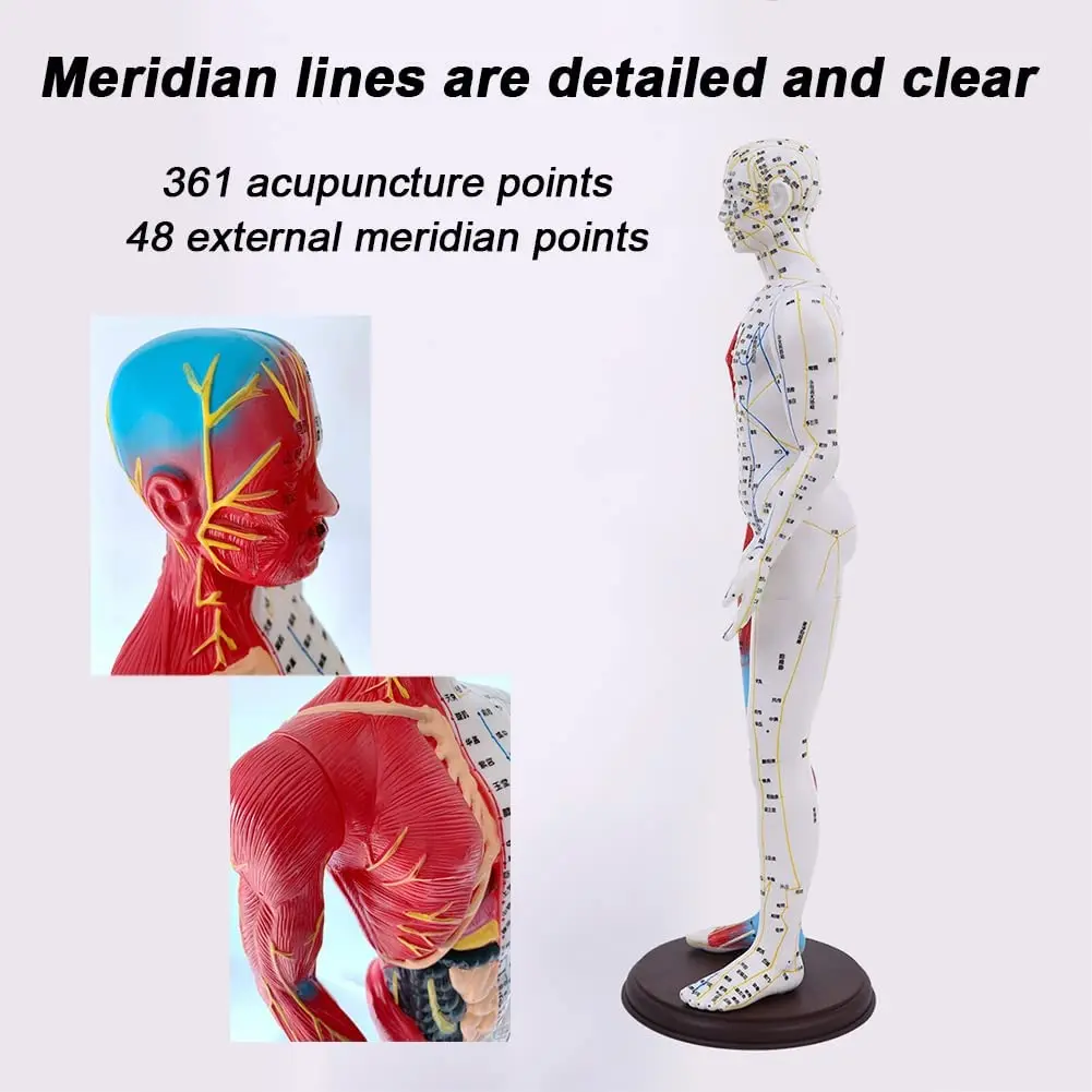 Acupuncture Muscle Meridian Model 4