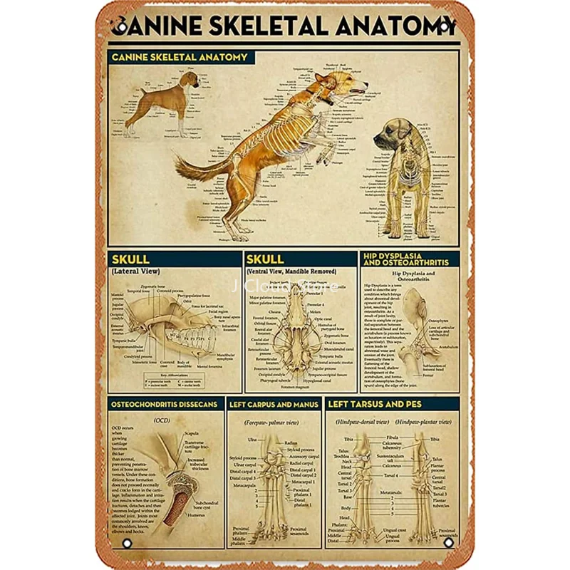 

Lovely Dog Veterinarian Art Canine Skeletal Anatomy Animal Clinical Wall Art Hanging Poster Painting Paper Photography Abstract