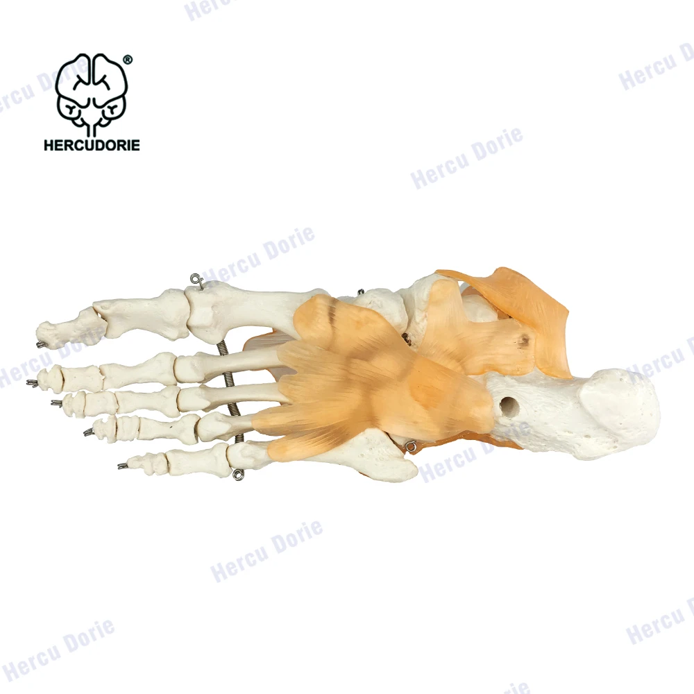 Foot Joint Model Human Foot Ankle Joint Model with Ligament Medical Science Life Size