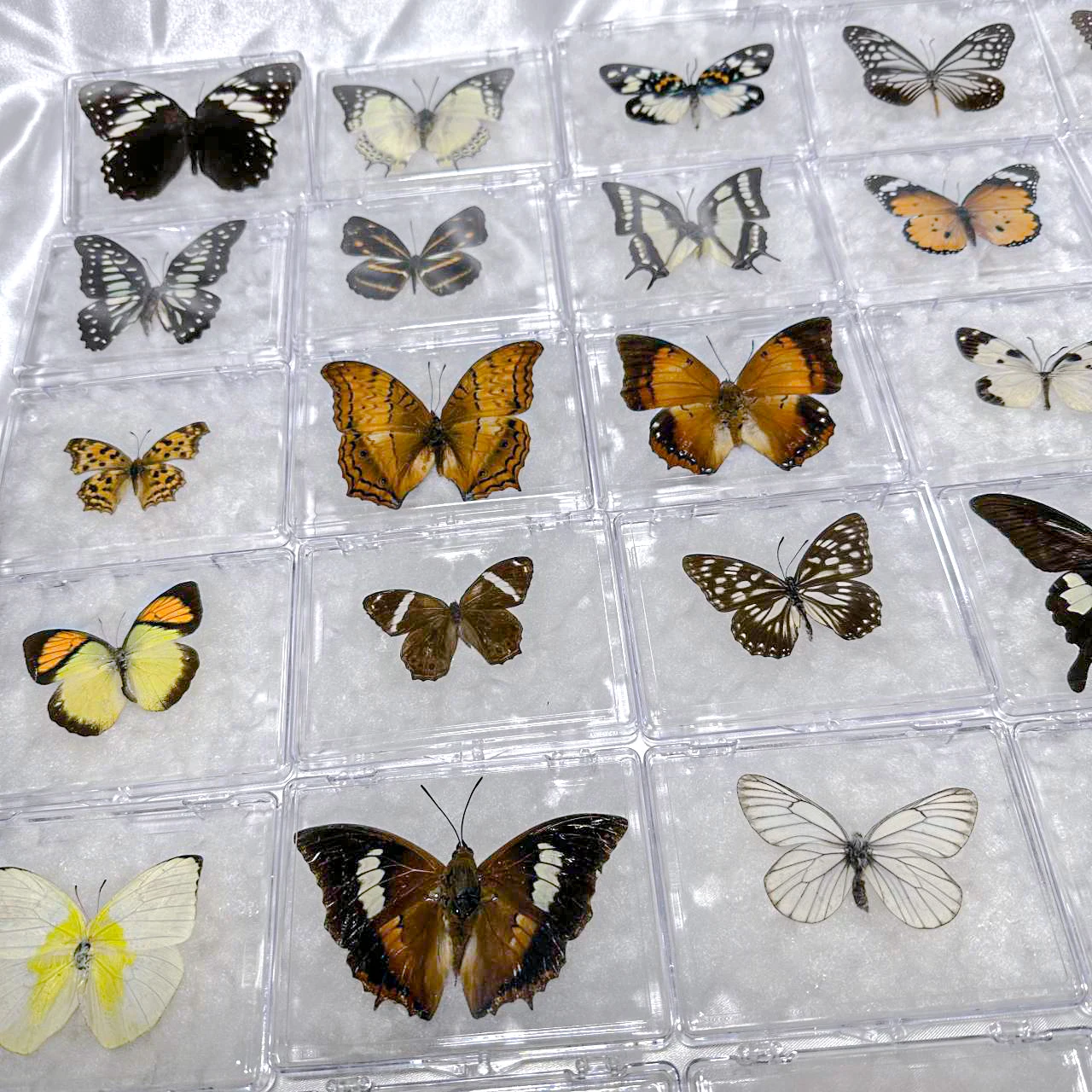 5pcs/10pcs Butterfly Specimen Birthday Gift Home Decoration Acrylic box Take Out Insect Sample Collection DIY 4