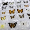 5pcs/10pcs Butterfly Specimen Birthday Gift Home Decoration Acrylic box Take Out Insect Sample Collection DIY 4