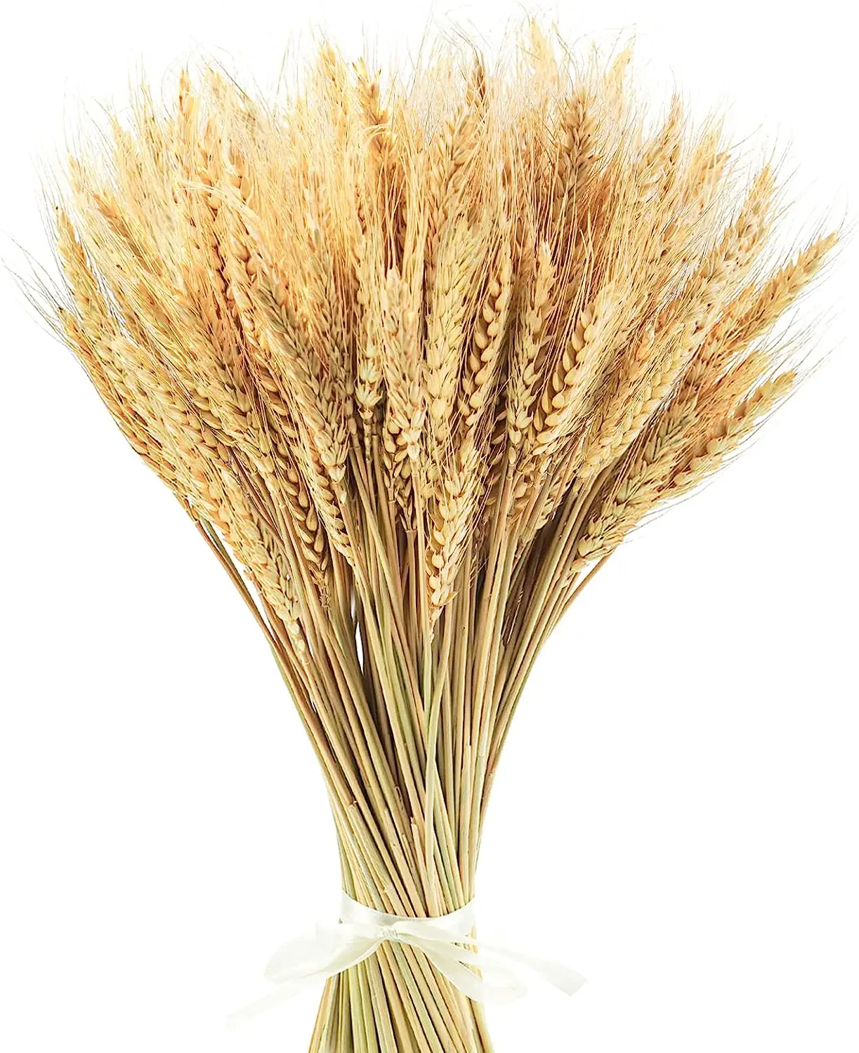 

17.7 Inches Dried Wheat Stalks - Perfect for Christmas, Autumn Thanksgiving Harvest 100% Natural Wheat Wedding Boho Farmhouse