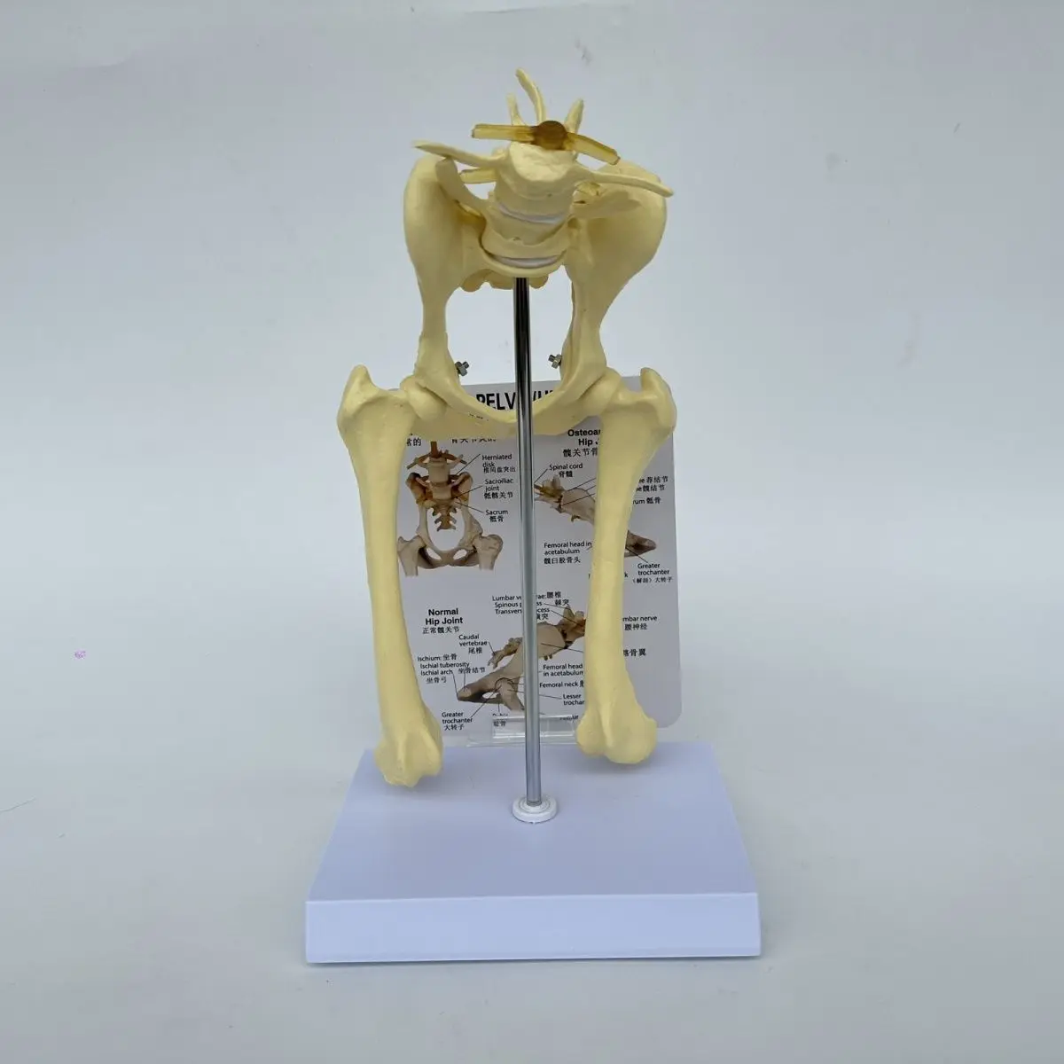 Dog hip elbow knee joint skeleton model, canine skeleton toy, animal bone anatomy, veterinary demonstration, pet hospital use