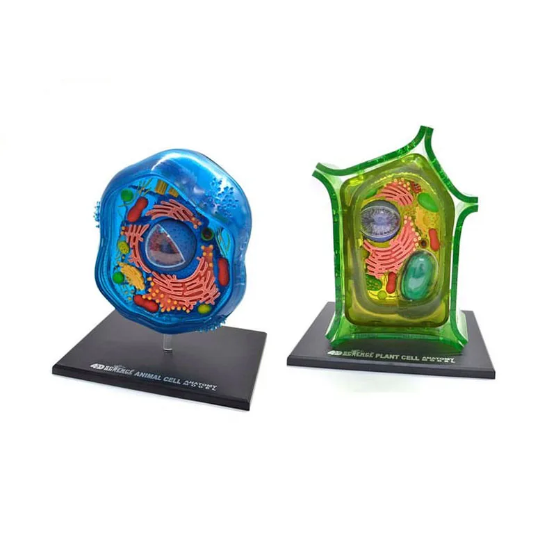 4D Animal Cell Model 3