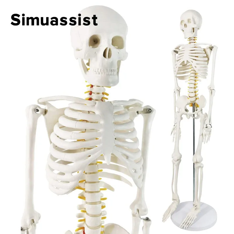 Human Skeleton Model 85CM White Bone Include Nerve Root Full Body Plastic Anatomical Medical Model Teaching Resource