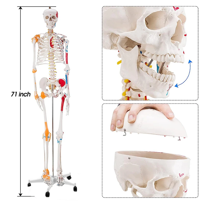 

170cm Human Skeleton Anatomical Model Include Half Part Colored Muscle And the Other Side Ligament Medical Teaching Supplies