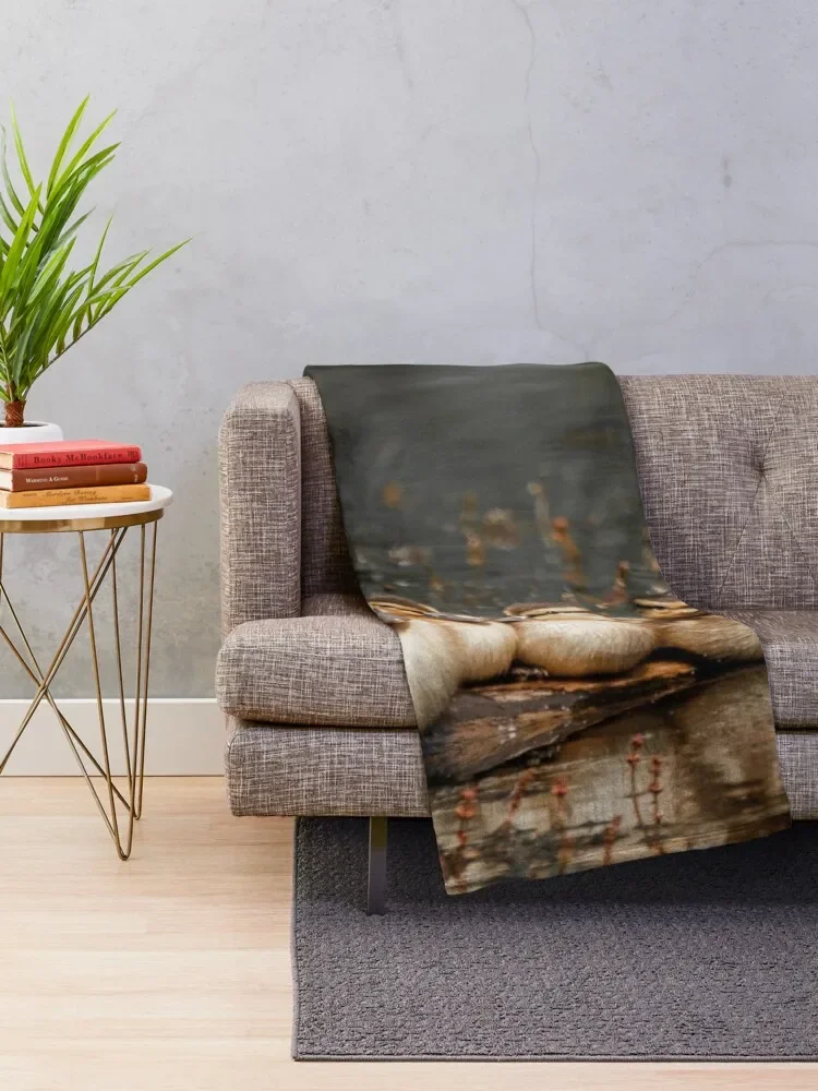 ���� ���� ������ ���, �ҷ��� ħ��, ���� ��Ƽ�� ķ�� ���