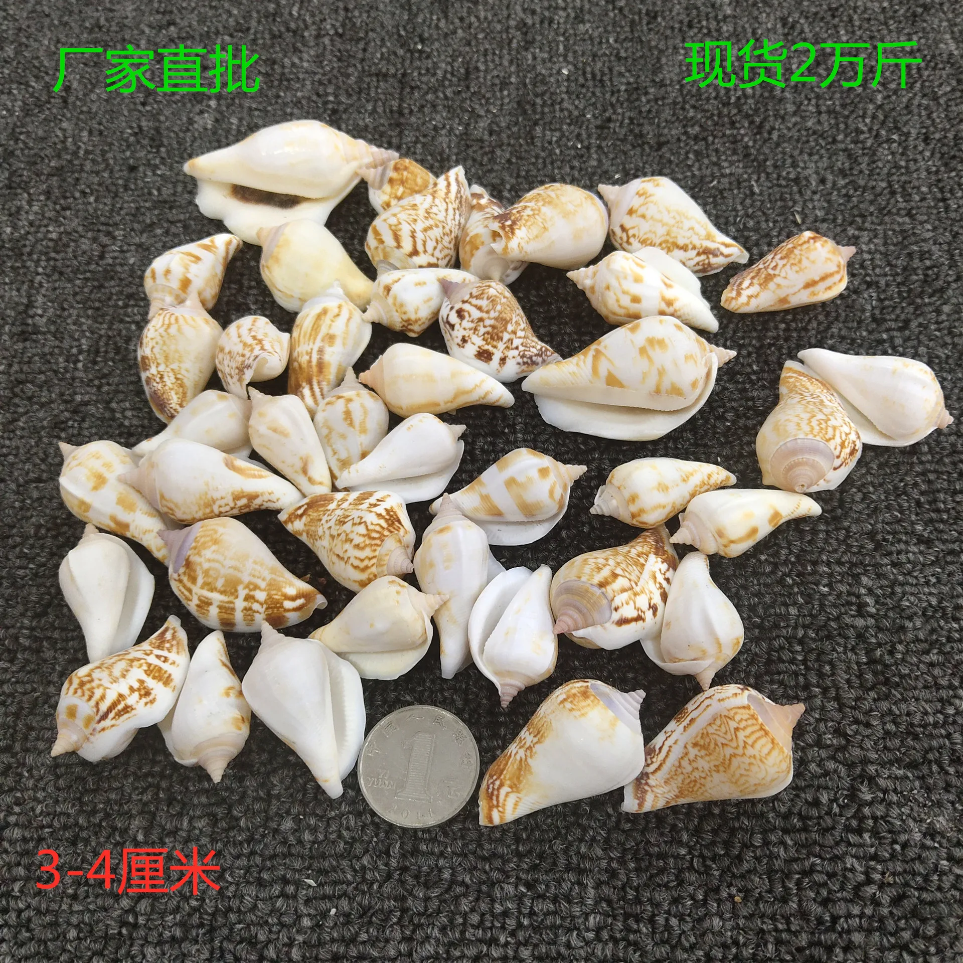 피닉스 콘치, 3-4cm, 소라껍질 창문 장식 공예품, 화이트 마우스