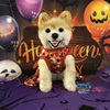 Halloween Dog pumpkin Clothes Chihuahua Yorkie Dress Funny Pet Clothing Dress Dog Costume Apparel Small Dogs Pet Supplies 4 Halloween Dog pumpkin Clothes Chihuahua Yorkie Dress Funny Pet Clothing Dress Dog Costume Apparel Small Dogs Pet Supplies 4