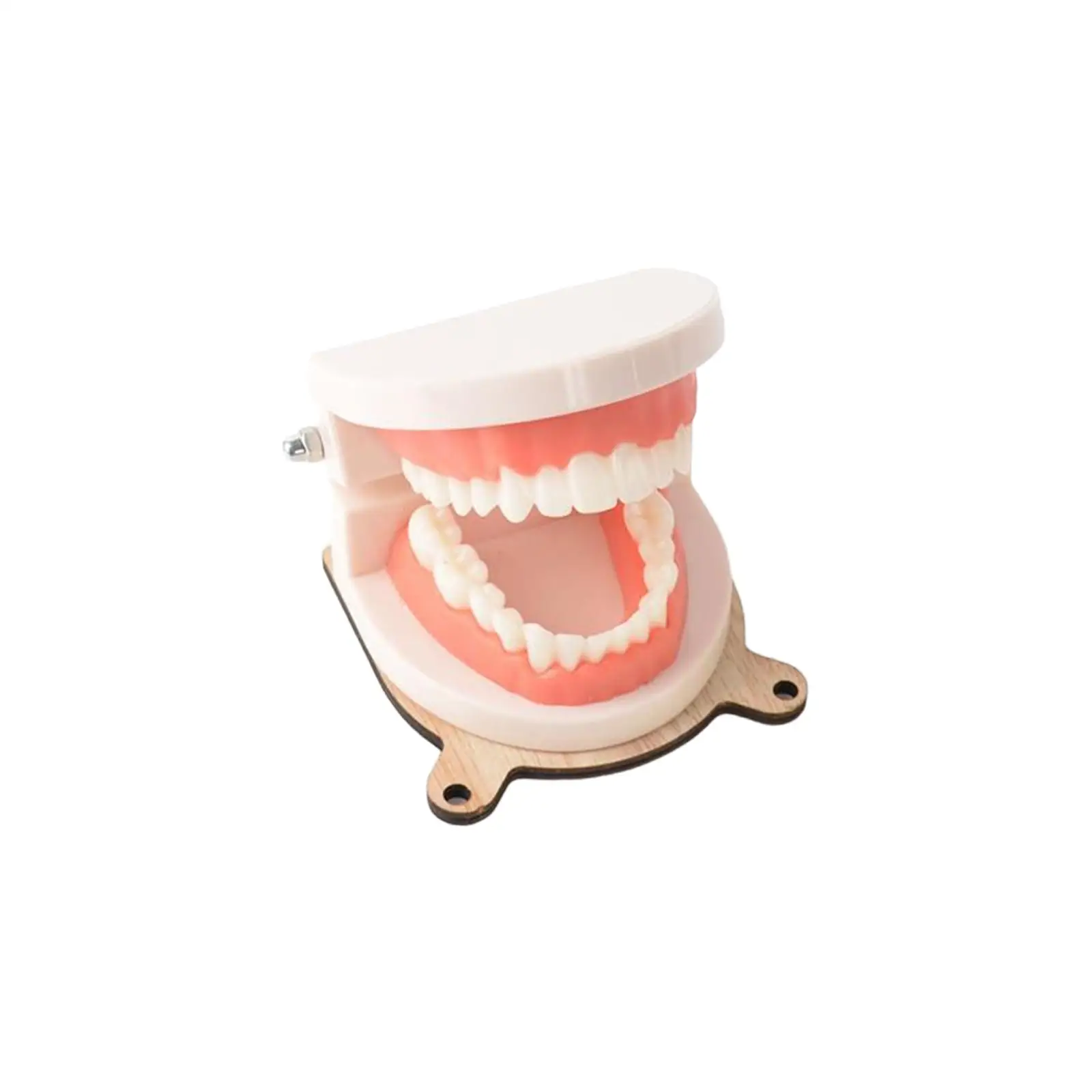 

Kids Practical Life Brushing Teeth Model Teaching Aids for Homeschool Kids