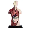 3D Human Body Model Torso Model Educational Assembly Learning DIY Toys Human Anatomy Organ Teaching Tools Early Learning Toys 1