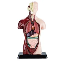 3D Human Body Model Torso Model Educational Assembly Learning DIY Toys Human Anatomy Organ Teaching Tools Early Learning Toys 1