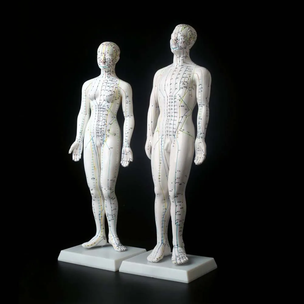 1Pc 자오선 모델 인간 침술 자오선 포인트 모델 남성 및 여성 경혈 모델 의료 교육 교육 장비