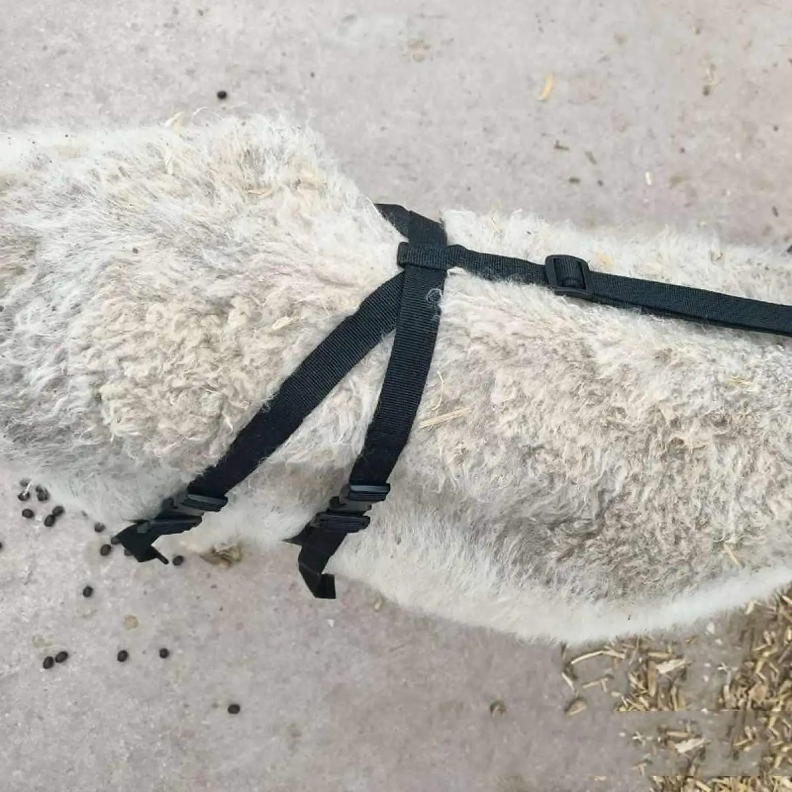Goat Braudder Bag Goat Bra Correct Saggy Udders Chest Strap Sheep Goats Protector Farm Prevent Sagging Harness Breast Support