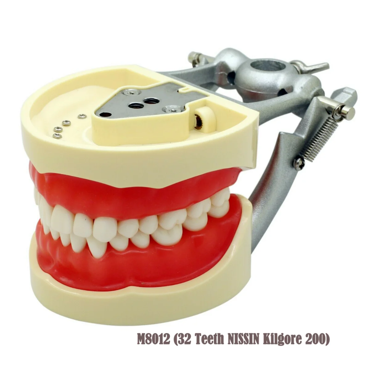 Dental Mounting Pole -For Kilgore, Columbia, Nissin, etc. Typodonts / Dentoforms