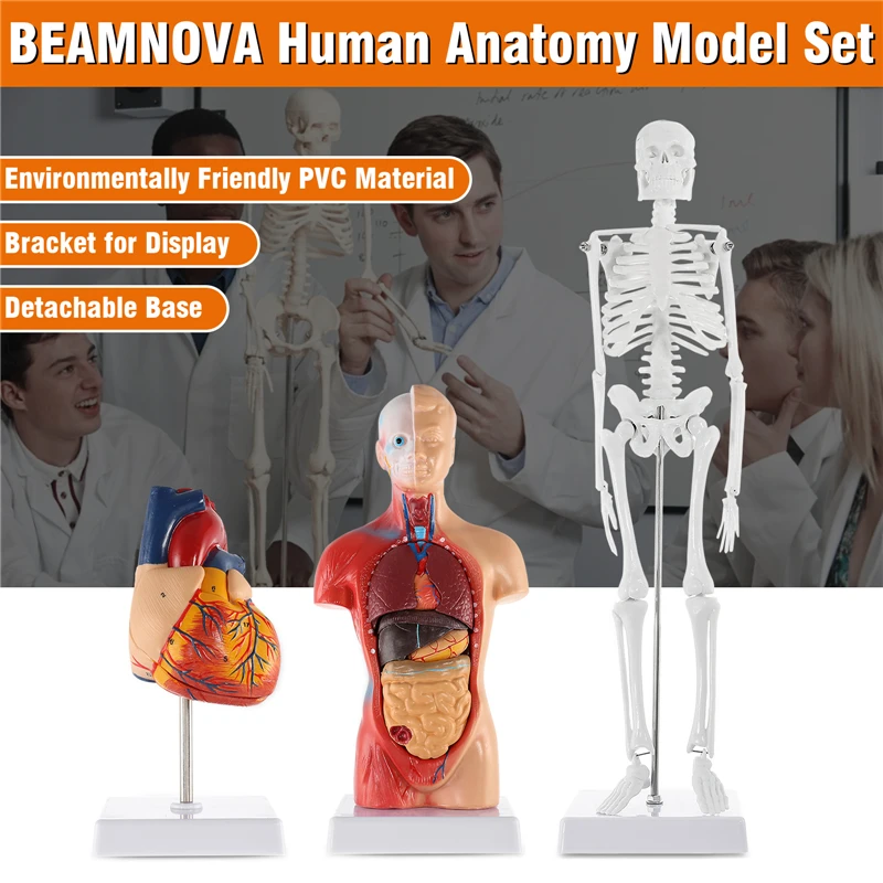 

Human Heart Torso Skeleton Models Hands-On 3D Model Study Tools for Anatomy/Physiology Students with Anatomical Guide Learning