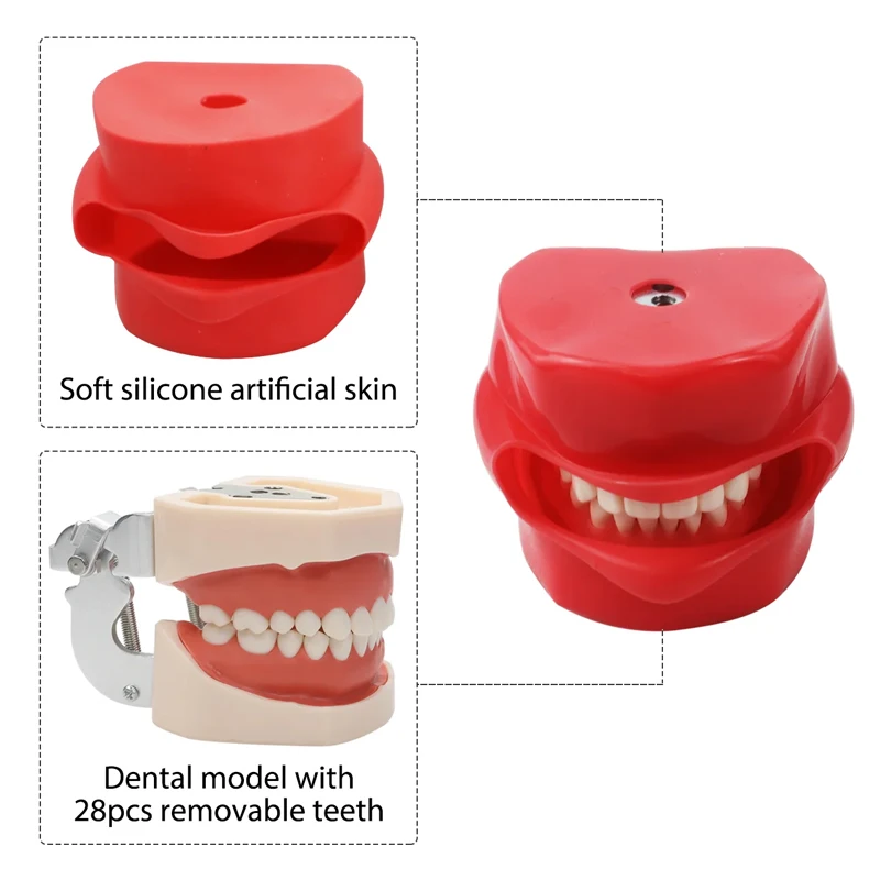 Dental Phantom Head /No Head Model with Teeth Dental Simulator Manikin Phantom Head Model for Dentist Teaching Practice Model 2