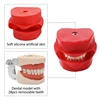 Dental Phantom Head /No Head Model with Teeth Dental Simulator Manikin Phantom Head Model for Dentist Teaching Practice Model 2
